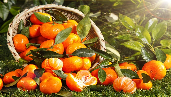 桔子的功效与作用 桔子图片